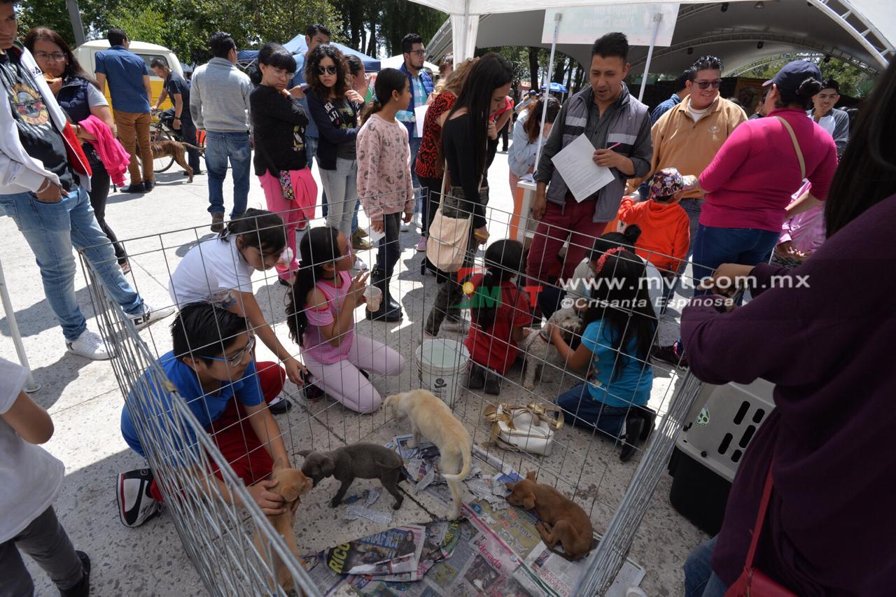 Cambian la vida de perros abandonados