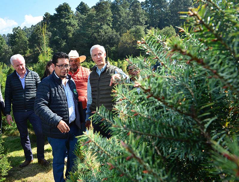Alfredo del Mazo inició campaña de comercialización de árboles de navidad en Amecameca