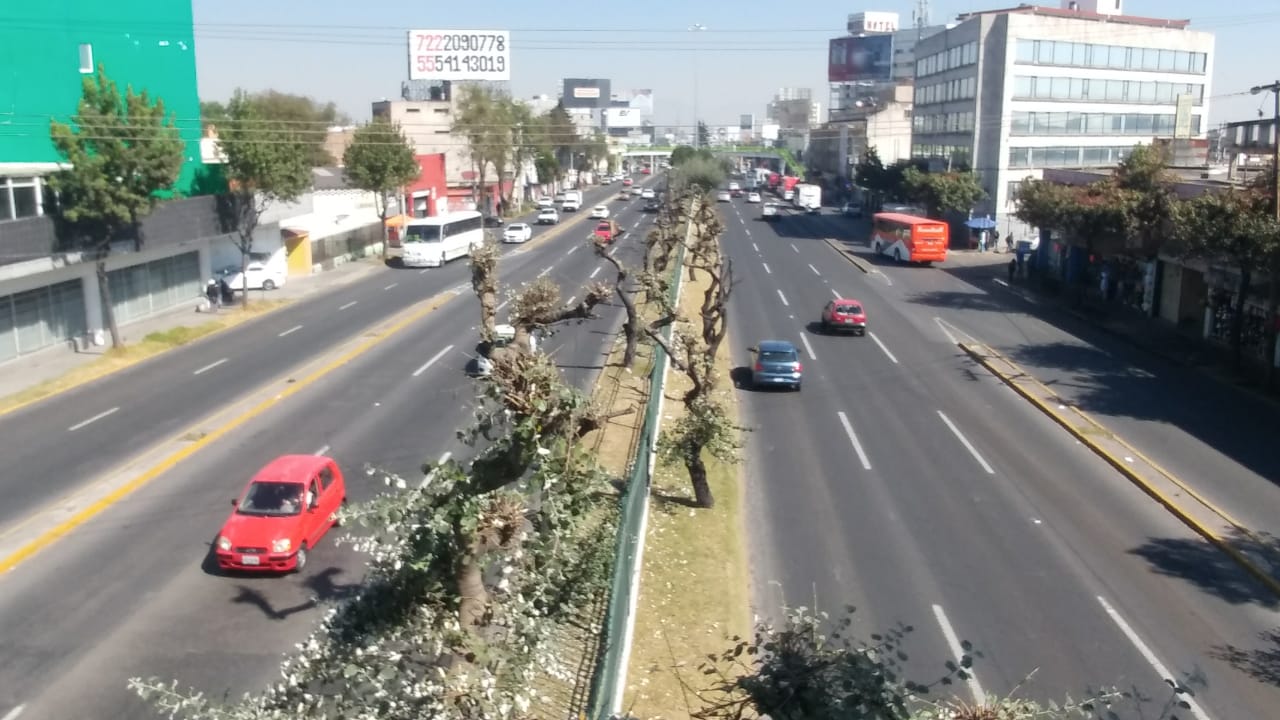 Denuncian poda ilegal de árboles en parques y camellones de Toluca