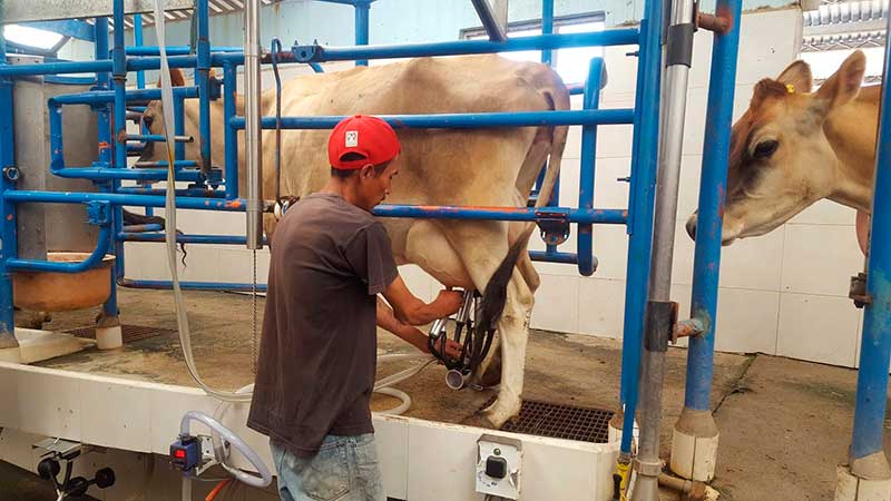 El Edoméx ocupa el 8º lugar nacional en producción de leche