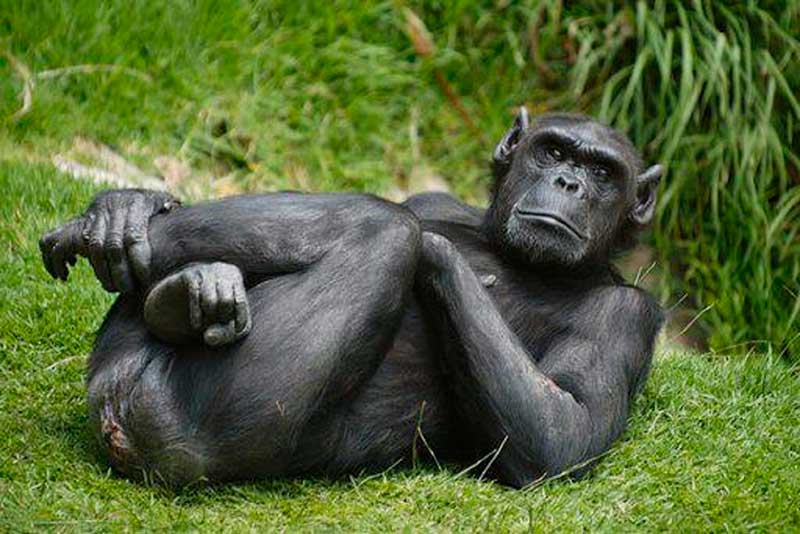 Aplican la eutanasia a Rebeca, chimpancé del Zoológico de Zacango con cáncer