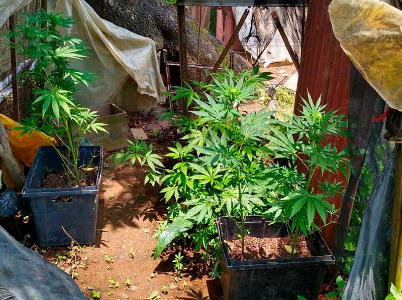 Cultivaba marihuana en macetas y fue detenido por policías en Villa Guerrero