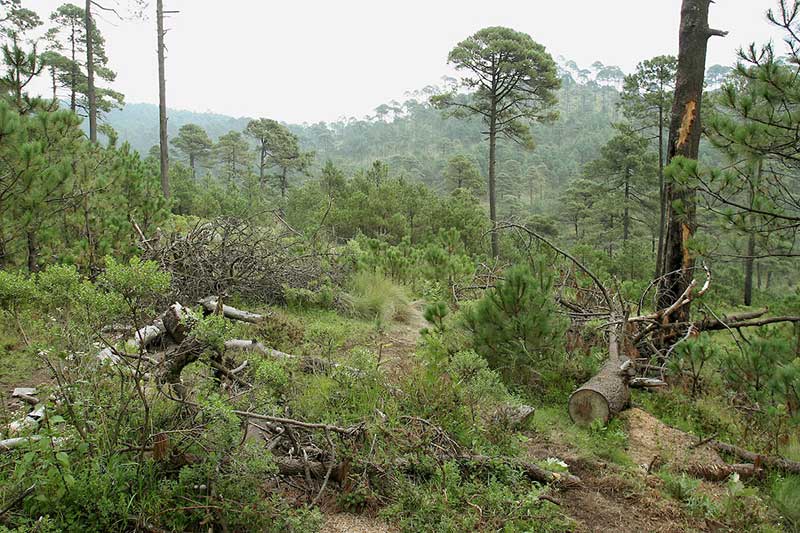 Aprueban diputados hasta 20 años de prisión a quienes dañen los bosques