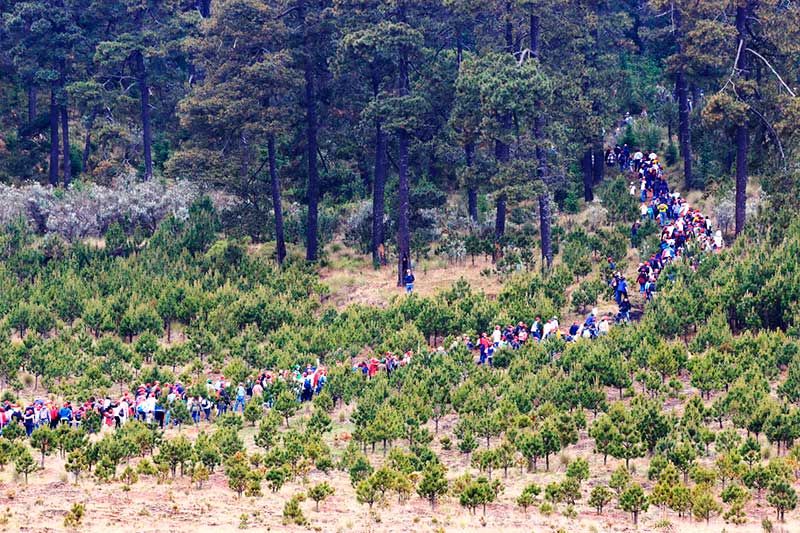 Plantan 190 mil árboles en jornadas de reforestación social