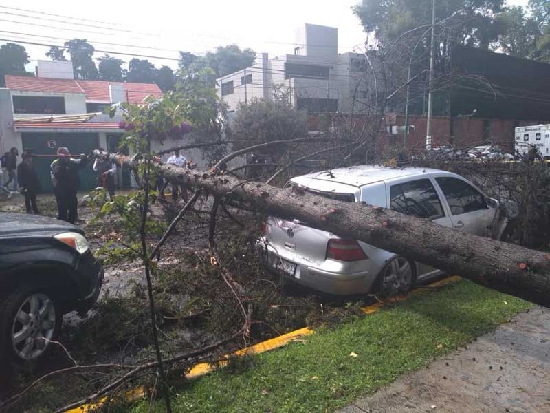 Siete árboles se cayeron en Toluca por la lluvia registrada esta tarde