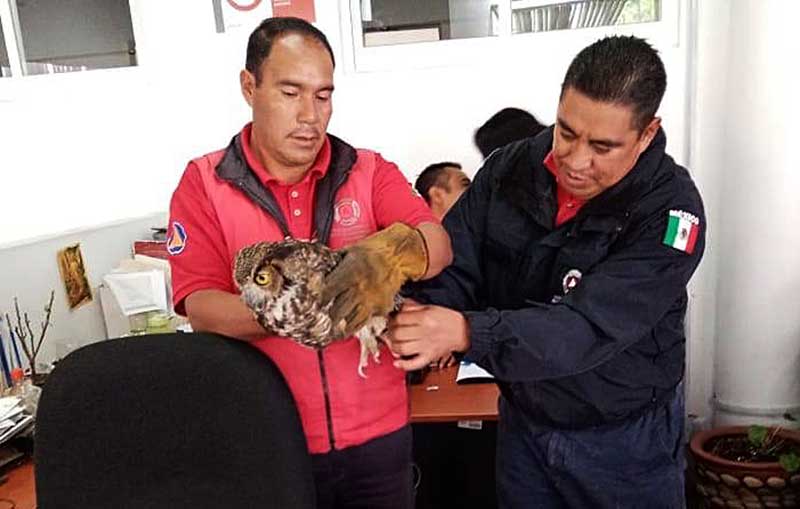 Rescatan un Búho en Zinacantepec y lo entregan a la Profepa