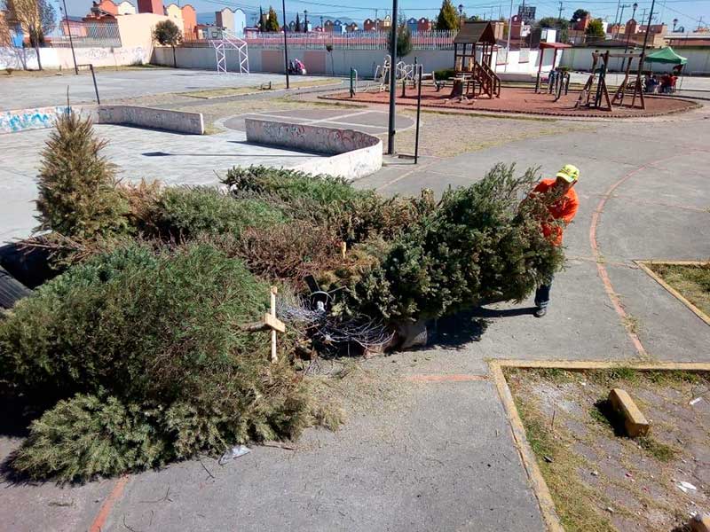 Toluca abre 12 centros de acopio para arboles de navidad