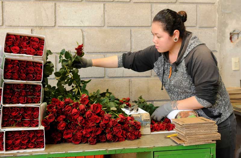 Prevén floricultores ventas superiores a los 611 mdp este 14 de febrero