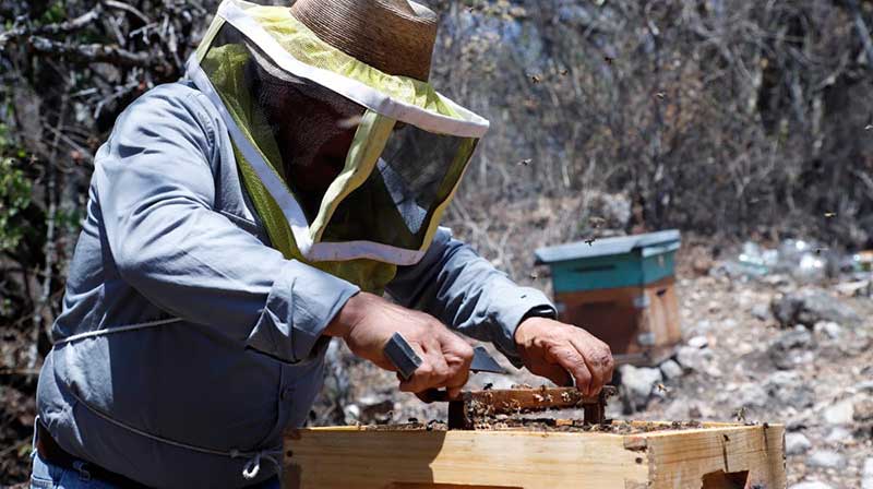 Apicultores mexiquenses producen 952 toneladas de miel de 2019