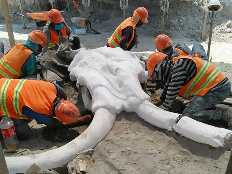 Localizan 60 osamentas de mamuts prehistóricos en obras de Santa Lucía
