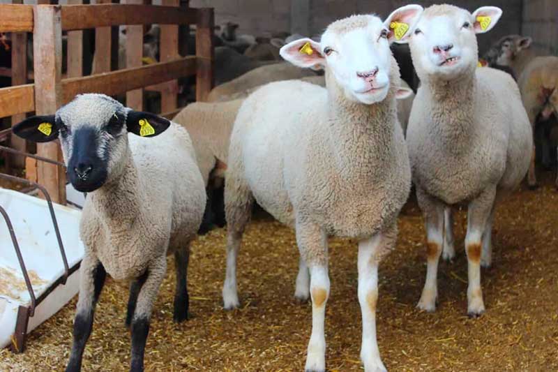 Aplican tecnología para mejorar la producción ovina