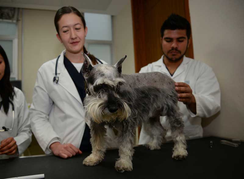 Con programa académico, UAEM celebra a veterinarios