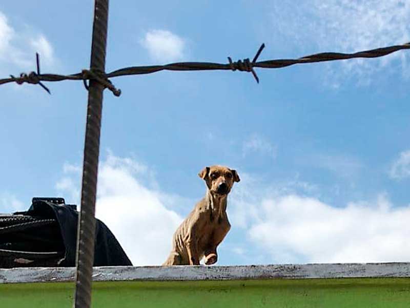 Rescatan a perrita maltratada en azotea de la Colonia Cultural en Toluca