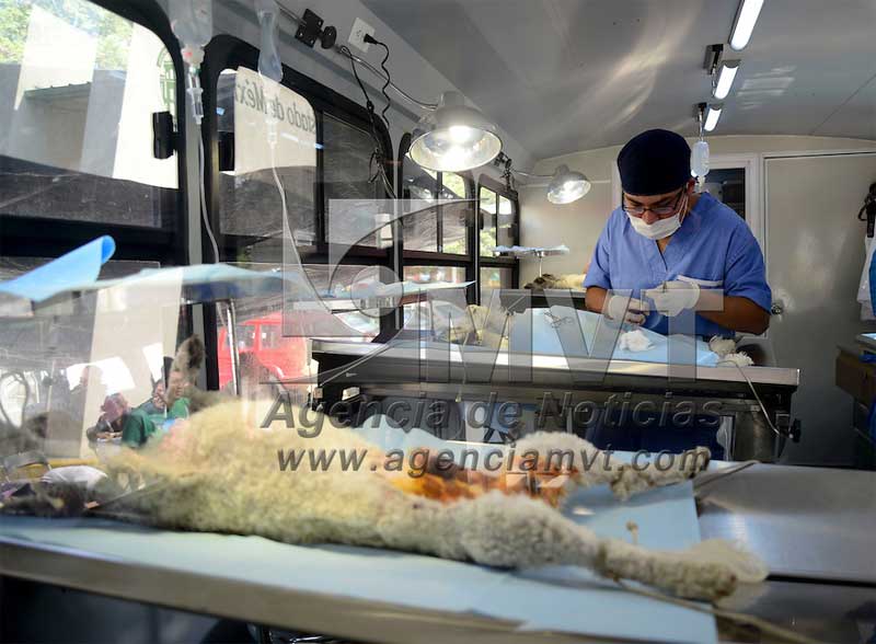 Denuncian agresiones médicos veterinarios