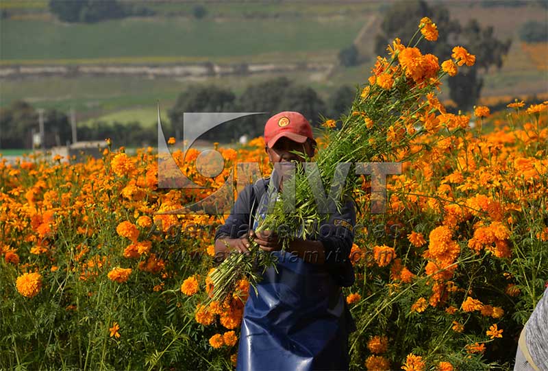 Floricultores invitan a conservar tradiciones del día de muertos