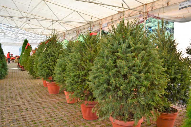 Comercializa el Edoméx casi 400 mil árboles de navidad en este 2020