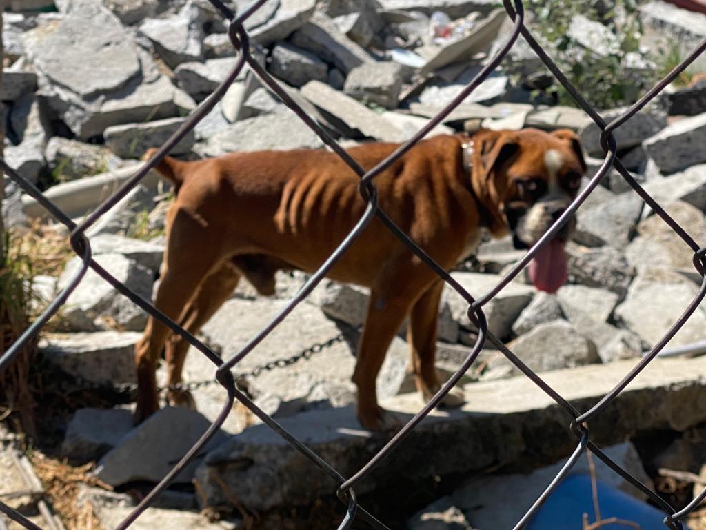 Recupera Toluca dos caninos en condiciones de desnutrición y deshidratación