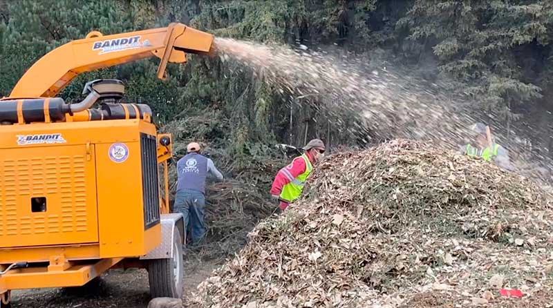 Garantiza Toluca que los árboles naturales de navidad recolectados vuelvan a la tierra