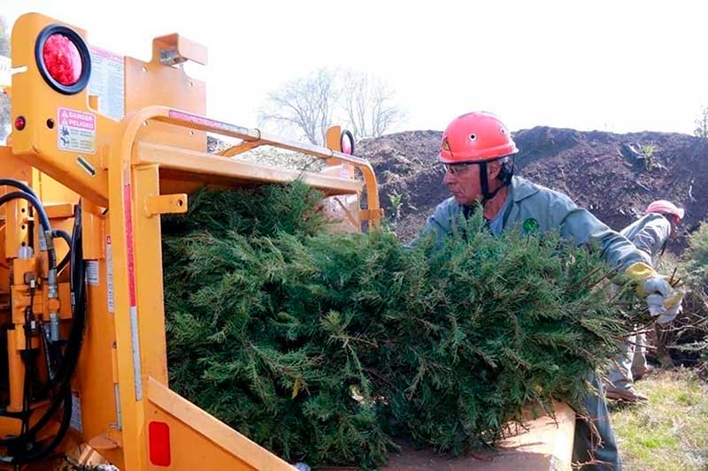 Recolecta Probosque más de 9 mil árboles navideños para nuevo uso en un proceso sustentable