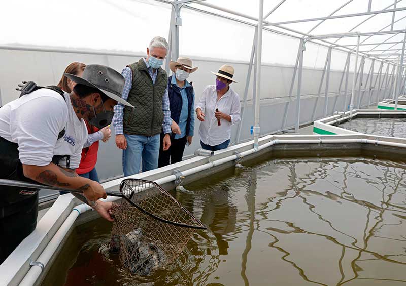 Inicia siembra de tilapia en el Edoméx