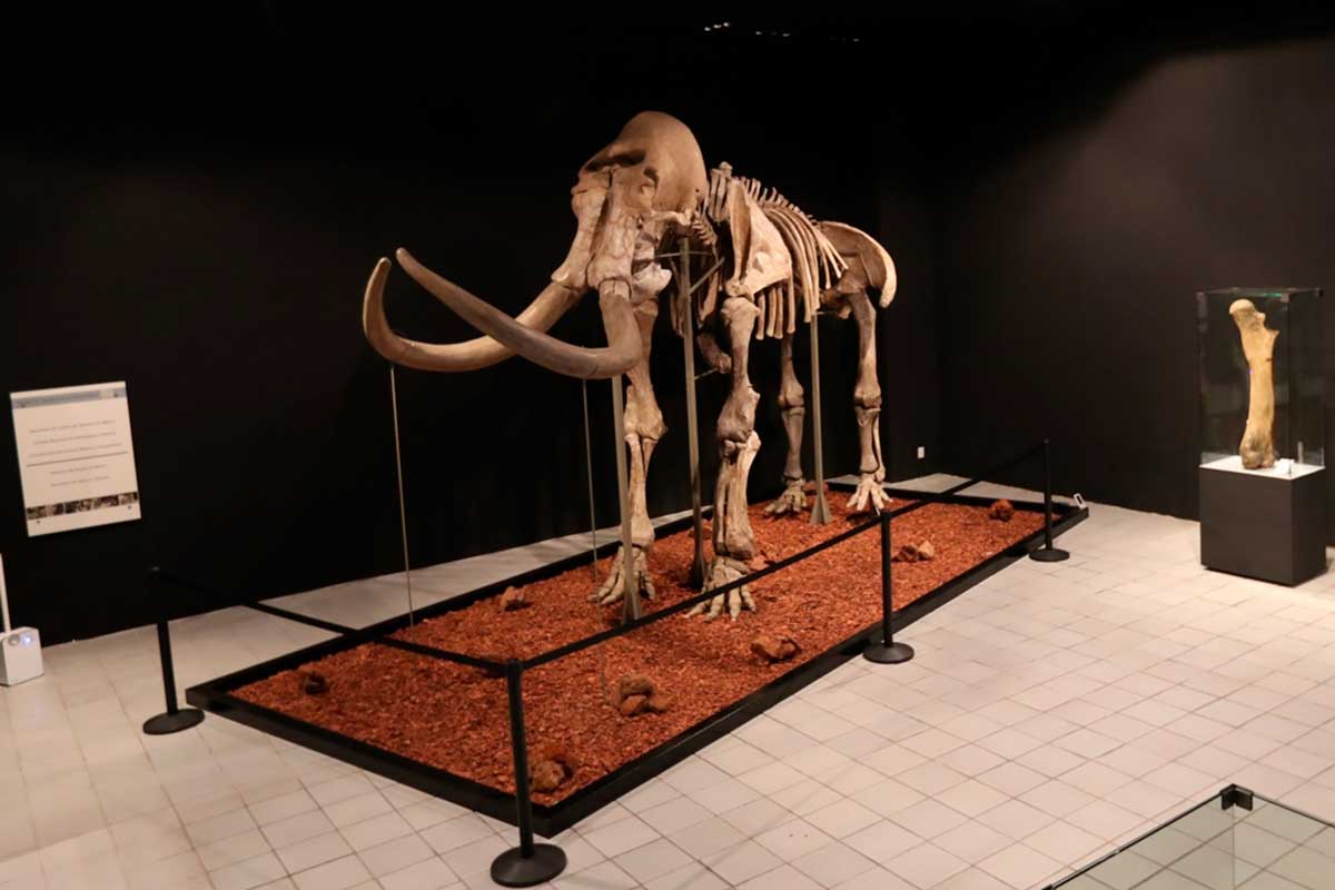 Ponle nombre al Mamut de Ecatepec, exhibido en el Museo de Antropología e Historia