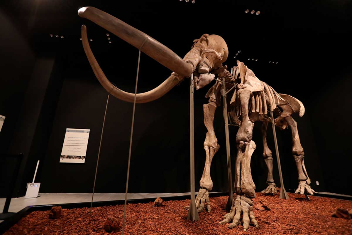 Mamut de Ecatepec