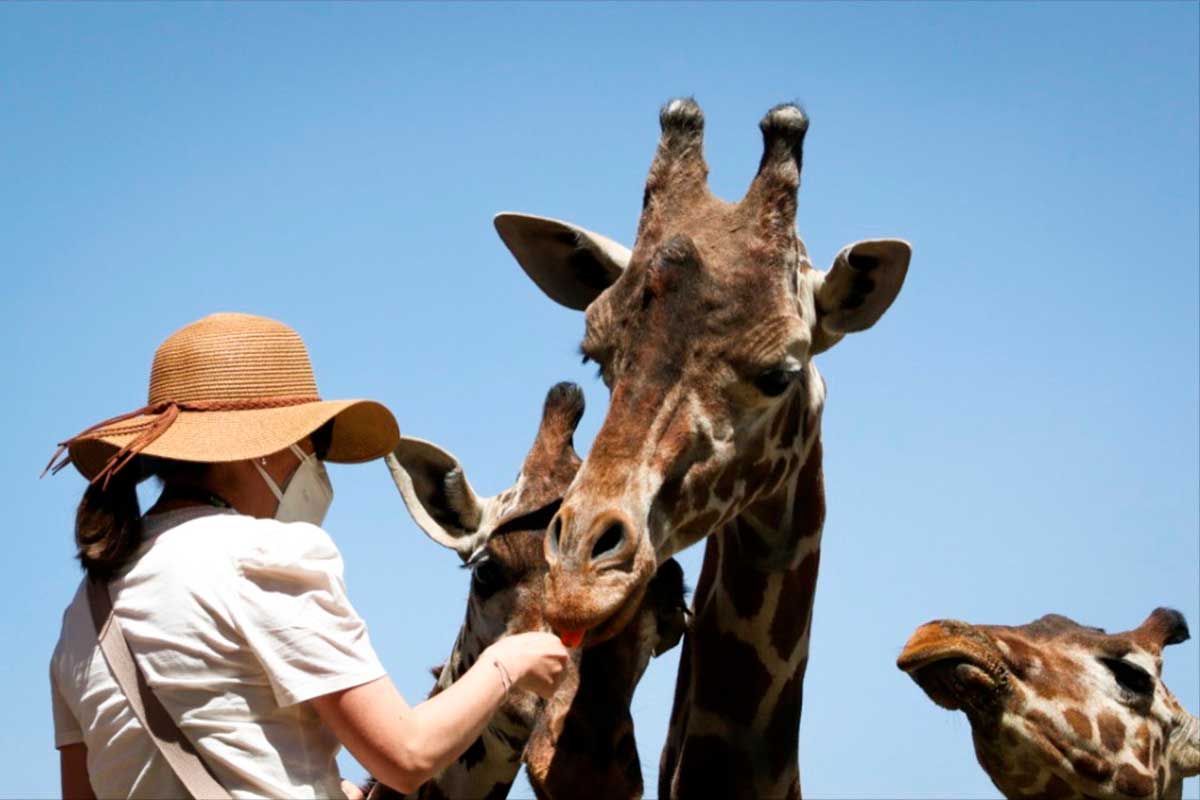 Reinician actividades parques