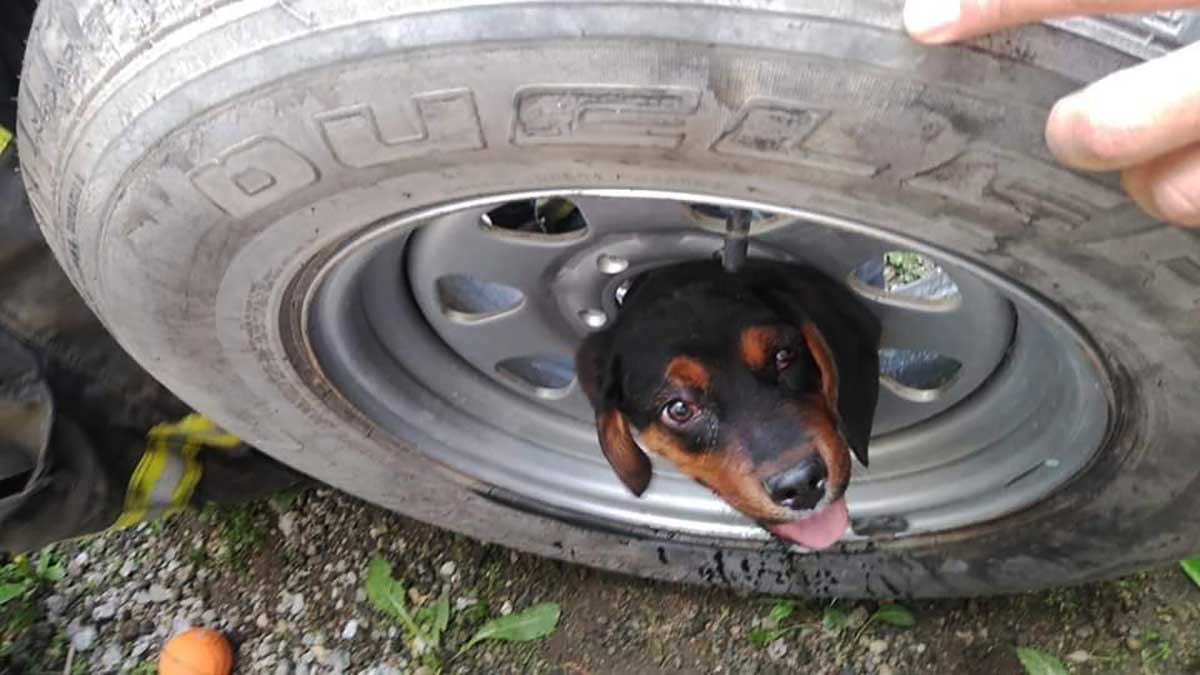 Bomberos rescatan a cachorro Rottweiler, su cabeza quedó atrapada mientras juagaba