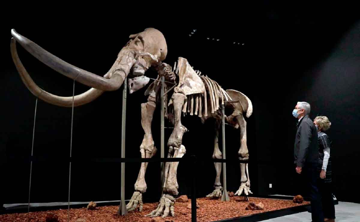 El Mamut gigante de la prehistoria llegó a Toluca y se estará presentando en el Centro Cultural Mexiquense, ubicado en el centro de la ciudad.