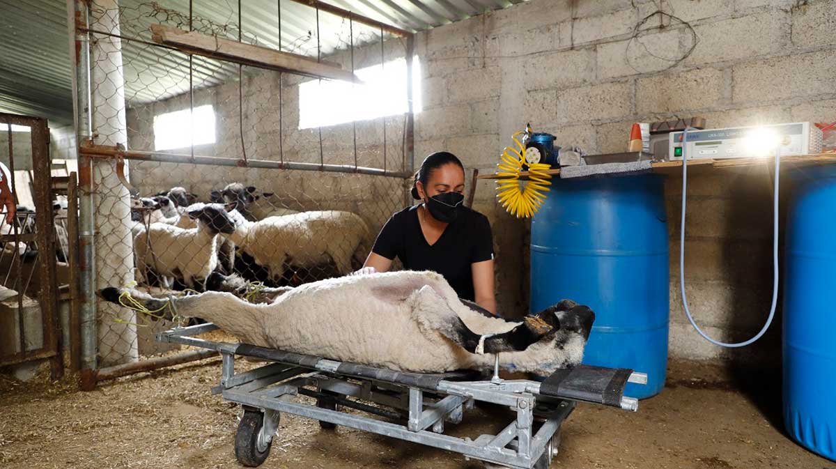 Apoya gobierno a ovinocultores en el mejoramiento genético de sus rebaños