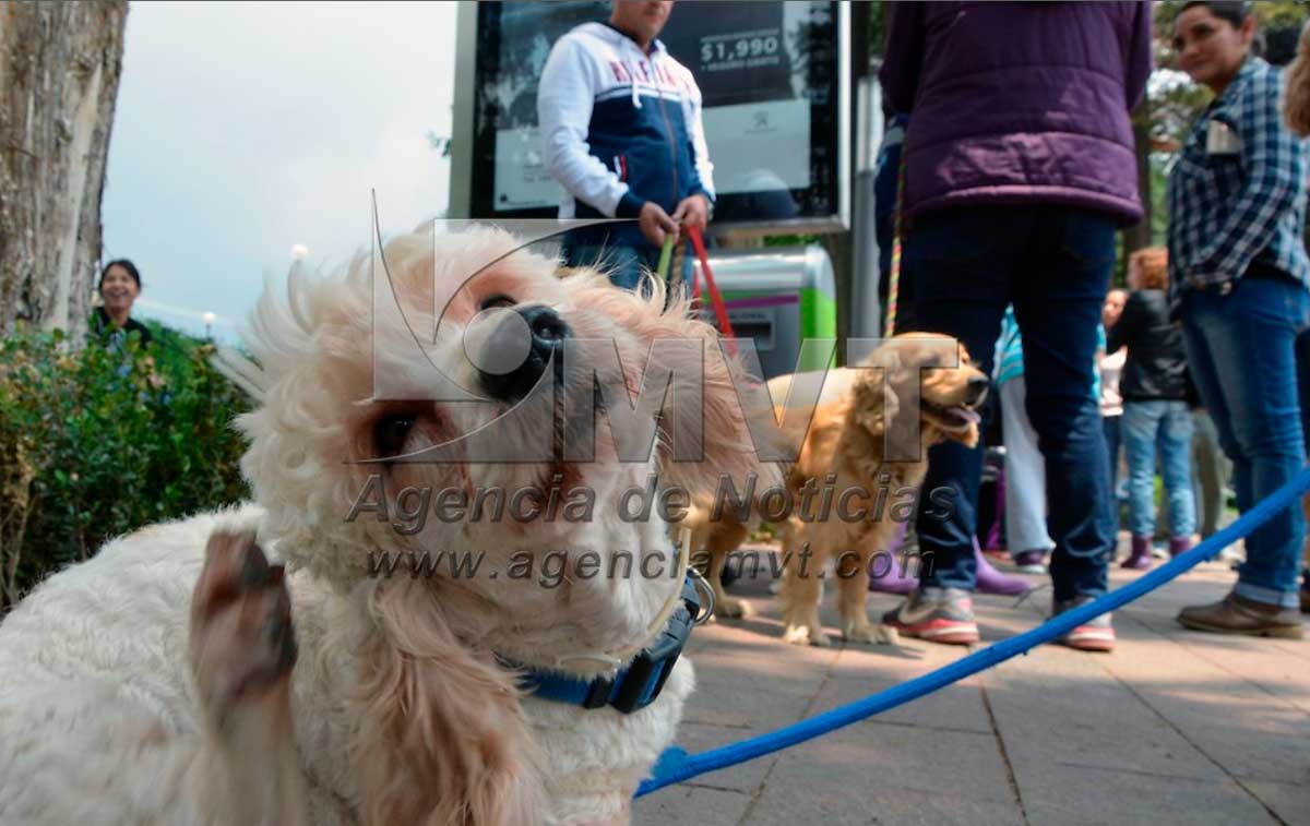 Ley de maltrato animal