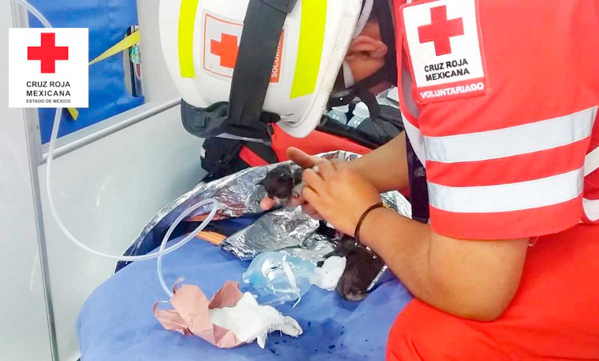 Se incendia casa en Valle de Bravo, paramédicos rescatan a cuatro gatitos
