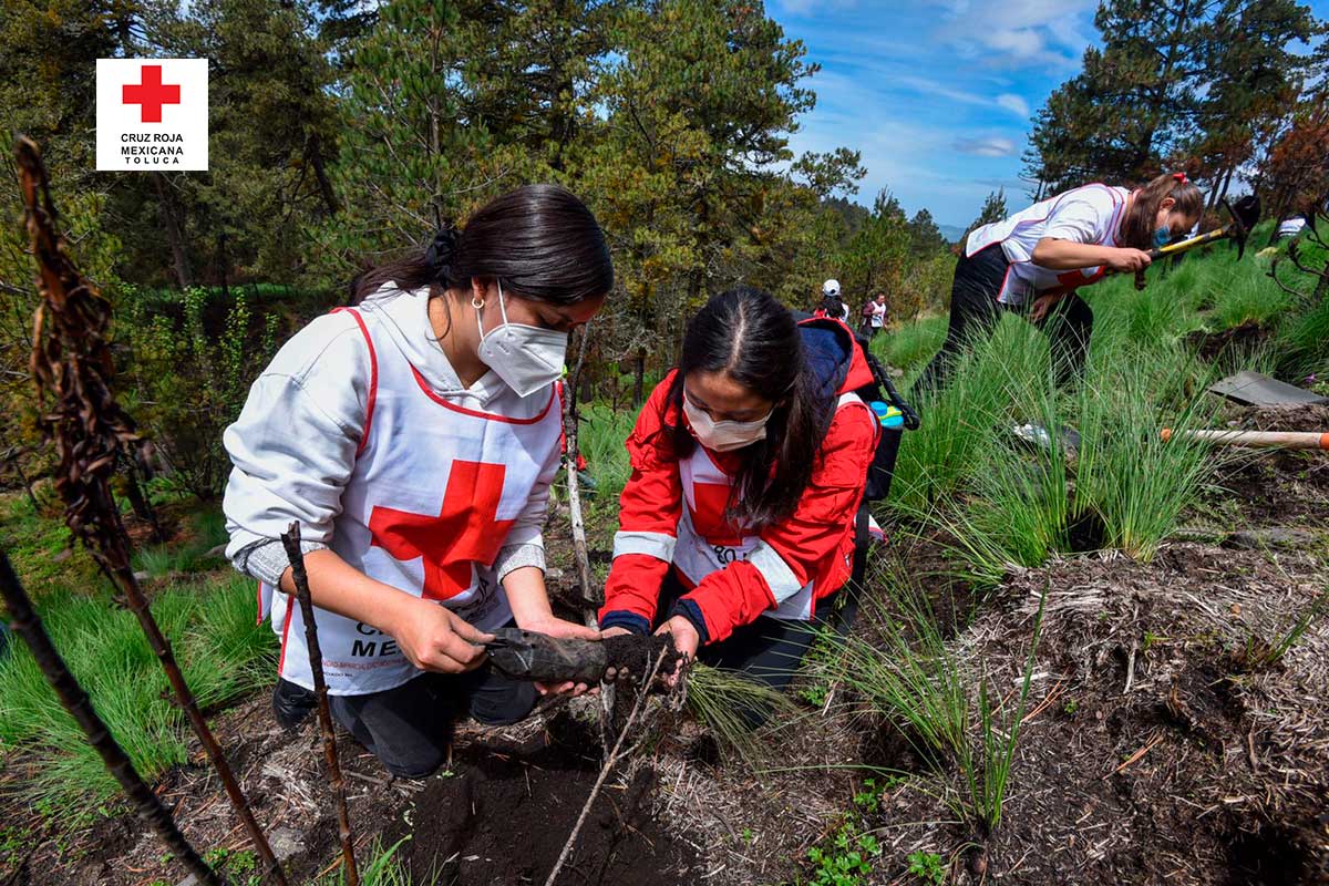 Voluntarios de Cruz Roja participan en reforestación del Nevado de Toluca