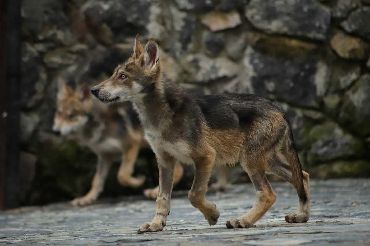 Nacen cachorros de lobo gris mexicano en el Edoméx