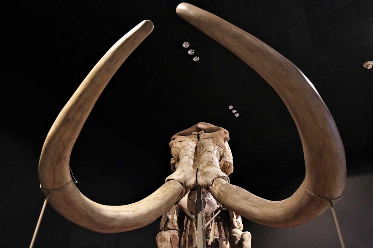 ¿Ya viste la exposición "Mamut, el gigante de la prehistoria"?