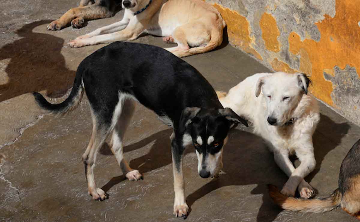 Edomex: Envenenan a varios perros en Toluca