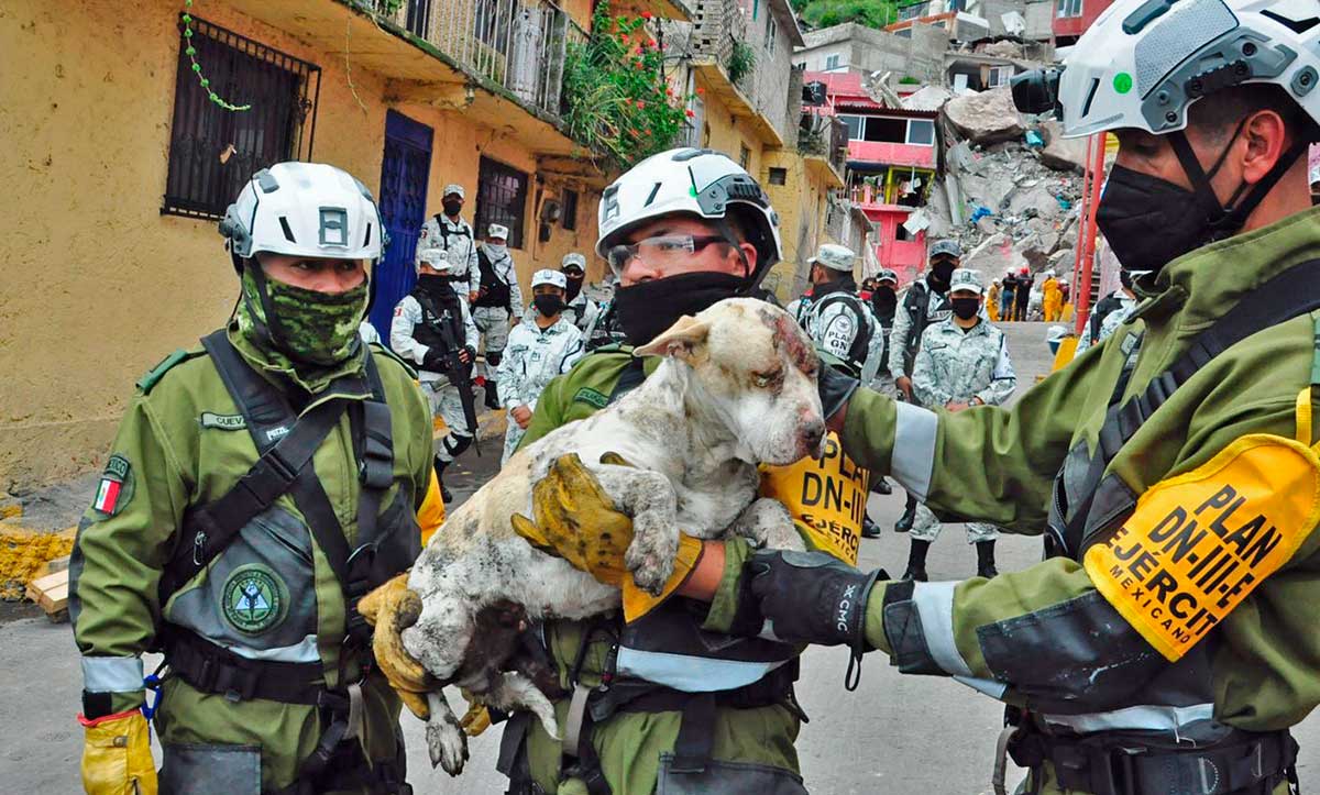 Revive la esperanza, rescatan a perrita en el derrumbe del cerro del Chiquihuite