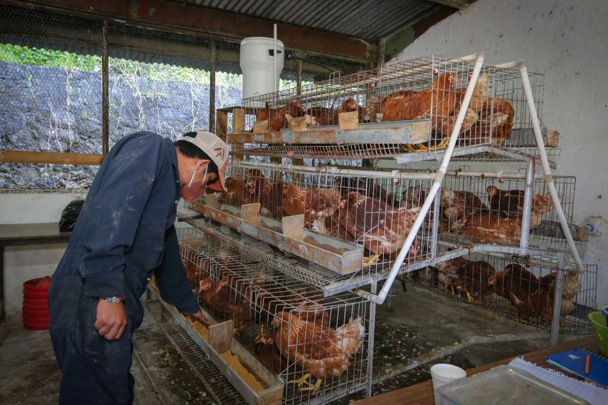 Experto de la UAEM propone usar el ajo para liberar a la avicultura de los antibióticos