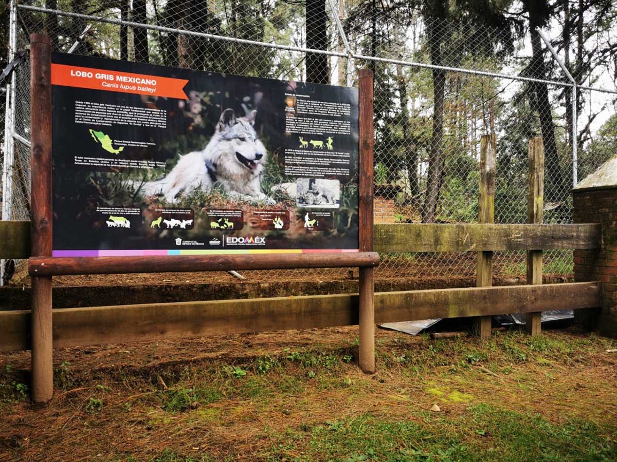 Un lobo gris mexicano escapó del parque Hermenegildo Galeana en Tenancingo, es buscado por personal del gobierno estatal