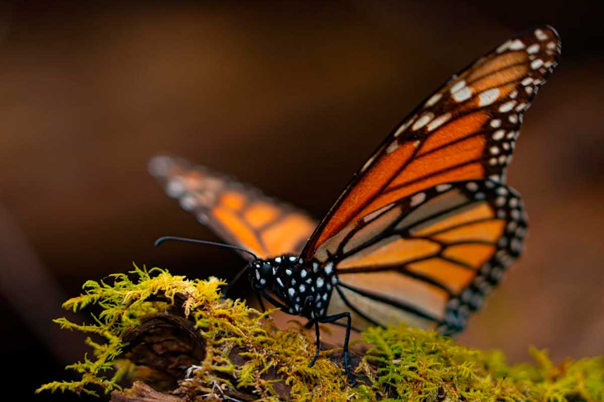 Alistan reapertura de los santuarios de la Mariposa Monarca