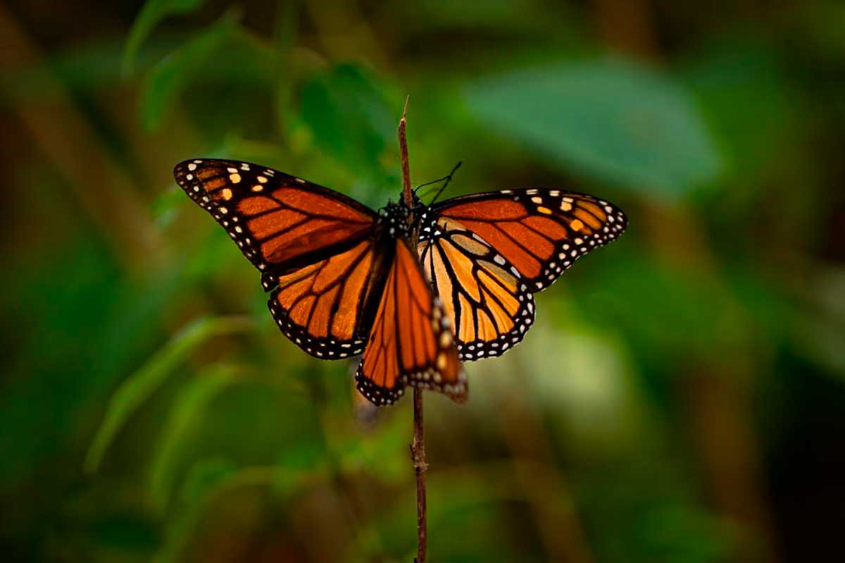 Alistan reapertura de los santuarios de la Mariposa Monarca