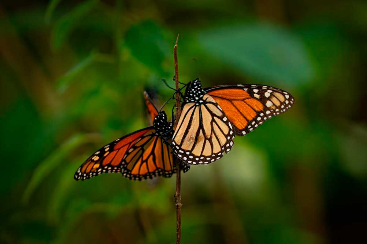 Alistan reapertura de los santuarios de la Mariposa Monarca