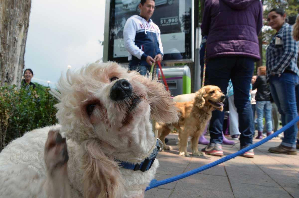 Toluca te invita al Concurso de Fotografía «Semana del Bienestar Animal»