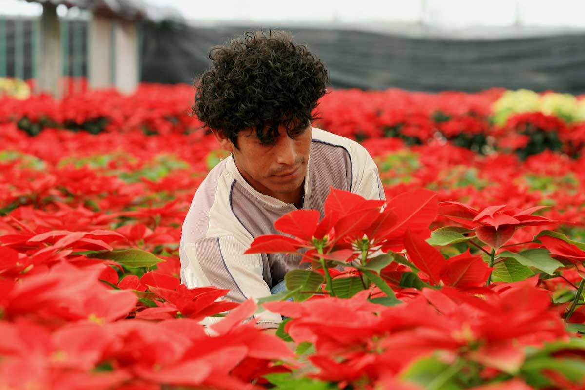 UAEM | La pandemia afectó la producción de nochebuena en el Estado de México