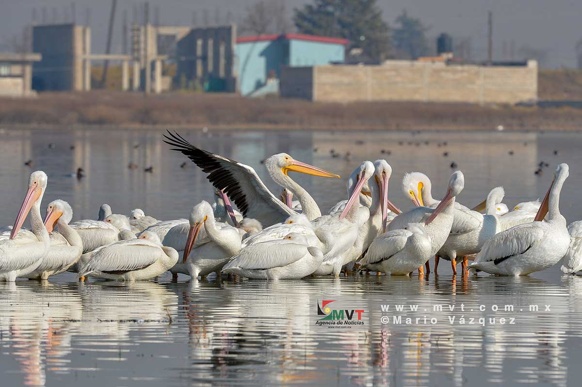 Una colonia de pelícano blanco americano ó pelicanos borregones, se estableció en la laguna de Palmillas para pasar la temporada invernal