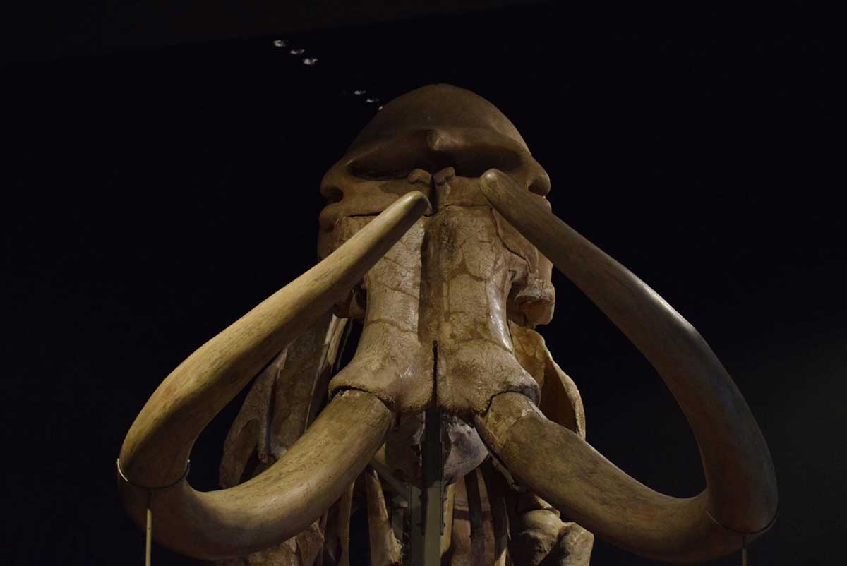 Museo de Antropología e Historia invita a conocer mamut