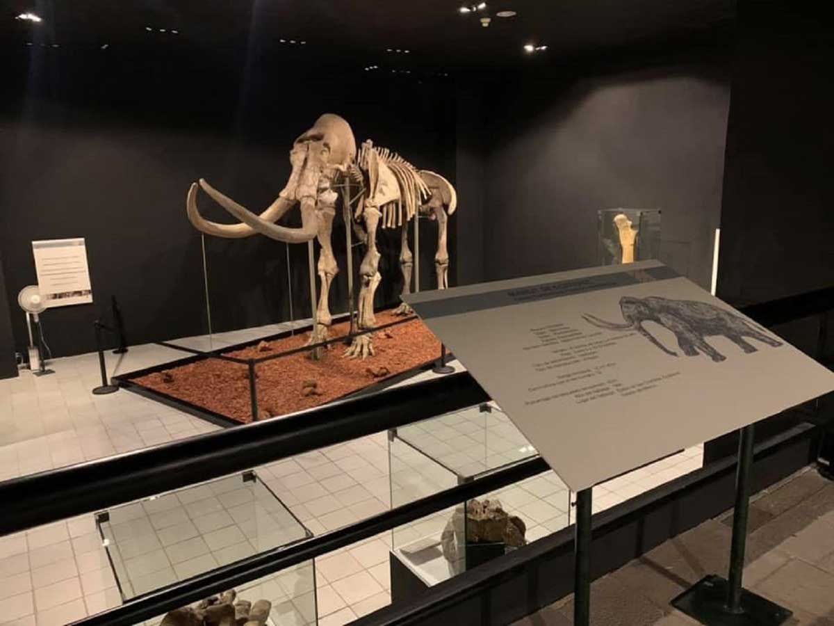 Museo de Antropología e Historia invita a conocer mamut de más de 10 mil 500 años