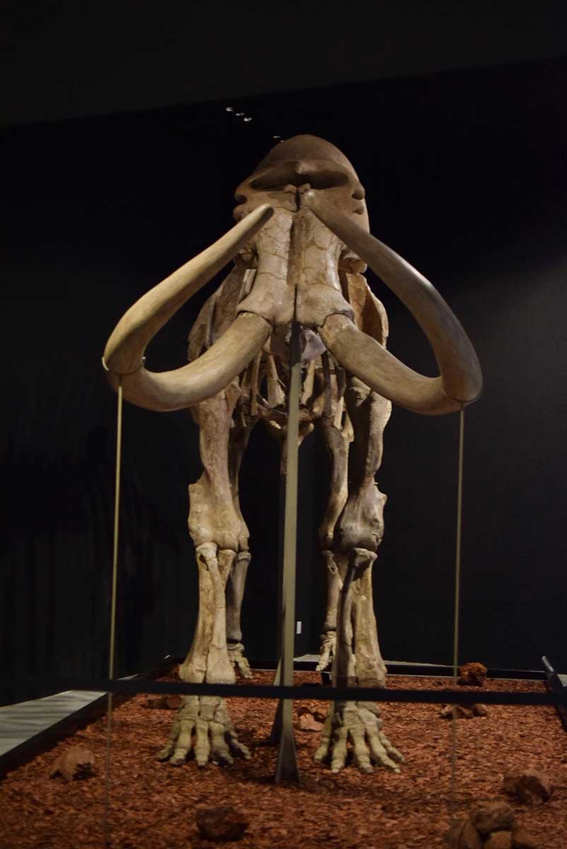 Museo de Antropología e Historia invita a conocer mamut de más de 10 mil 500 años