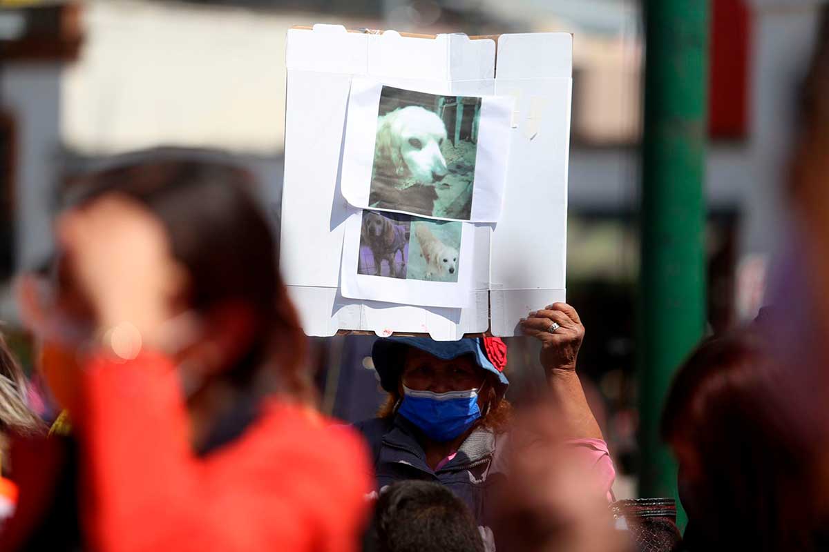 Condenan envenenamiento masivo de perros en Tianguistenco