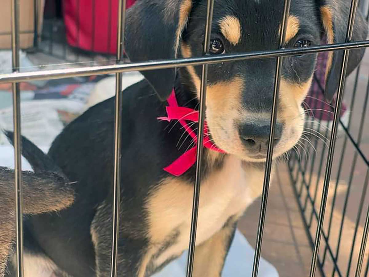 Buscan hogar a más de 200 perritos en Metepec
